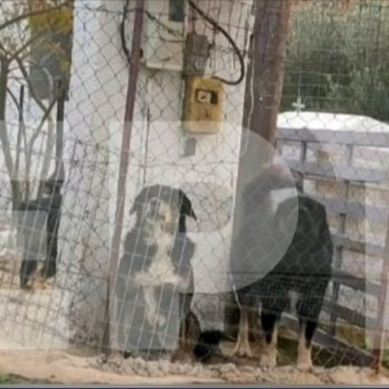 Σοκ: Τα σκυλιά του 37χρονου είχαν επιτεθεί και σε 15χρονο κορίτσι