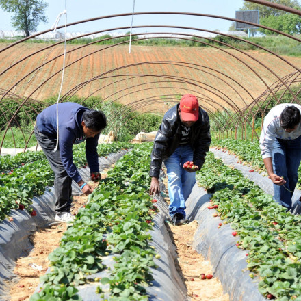 Παράνομo τo 25% των φυτοφαρμάκων στην Ελλάδα – Δομή οργανωμένου εγκλήματος πίσω από το εμπόριο
