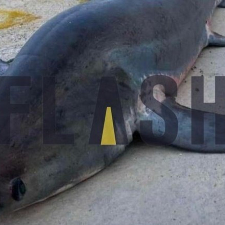 Καρχαρίας αλεπού: Αυτό είναι το είδος που ψάρεψαν στην Αρκαδία