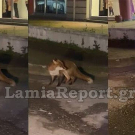 Φθιώτιδα: Αλεπού βγήκε βόλτα στη Λαμία