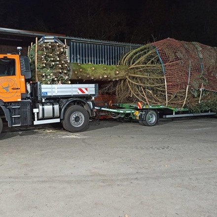 Ένα Unimog μετέφερε το μεγαλύτερο δέντρο στην Γερμανία