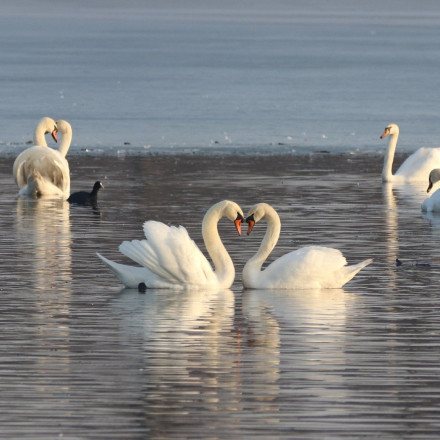 Καζακστάν: Σχεδόν 700 κύκνοι νεκροί σε προστατευόμενο βιότοπο