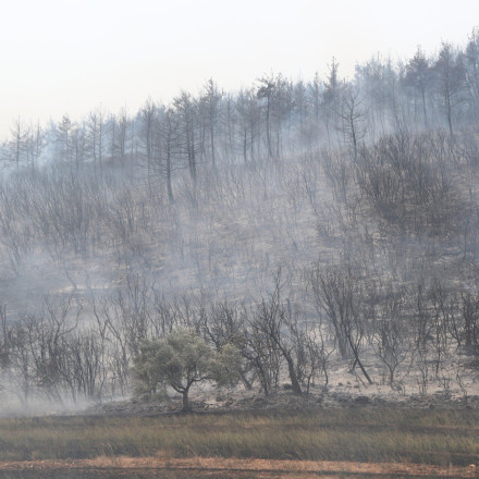 Έβρος: Τεχνητές φωλιές για τους «πυρόπληκτους» μαυρόγυπες στη Δαδιά