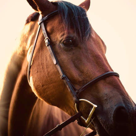 Ντελίβερι με άλογα στην Ινδία λόγω... ελλείψεων στα καύσιμα