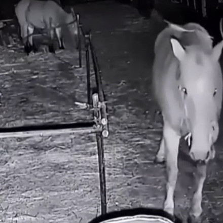 Άλογο «ζογκλέρ» ειδικεύεται στις... αποδράσεις