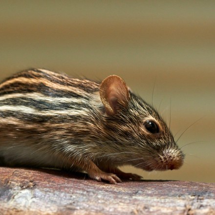 Απέδειξαν ότι τα ποντίκια μπορούν να αναπνέουν από τον... πρωκτό και πήραν το IgNobel