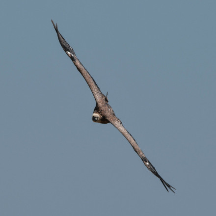 Εξαγωγή «απελευθέρωσης» γυπών ετοιμάζει η Κρήτη -  Ο λόγος
