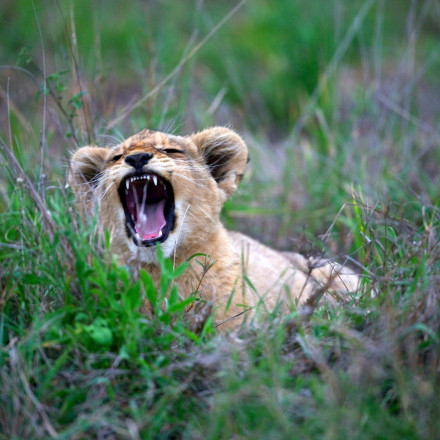 Ταϊλάνδη: Γυναίκα συνελήφθη επειδή έβγαλε βόλτα το... λιονταράκι της!