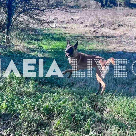 Δύο εκπαιδευμένοι σκύλοι δίπλα στον Echo για τον εντοπισμό αγνοούμενου στην Ηλεία