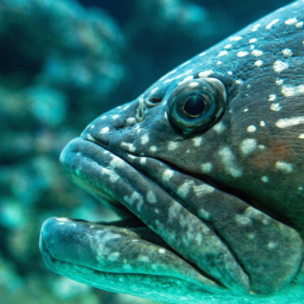 Απίστευτο: Δύτες ανακάλυψαν γιγαντιαίο «Ψάρι της Αποκάλυψης» στην Ταϊβάν [vid]