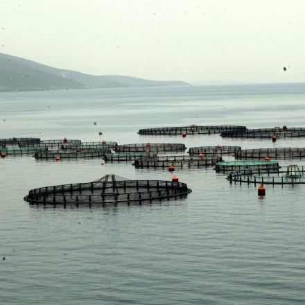 Πόρτο Χέλι: Έκλεψαν τσιπούρες και λαυράκια από ιχθυοκαλλιέργεια