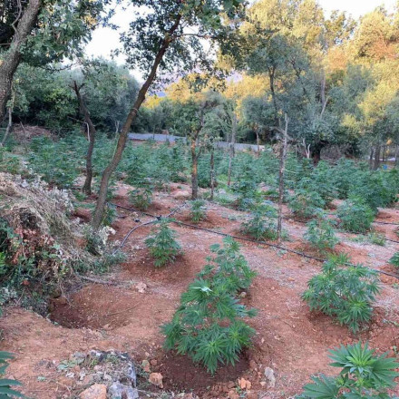 Σε εργοστάσιο... κάνναβης μετατράπηκε σπίτι ποδοσφαιριστή της Premier League