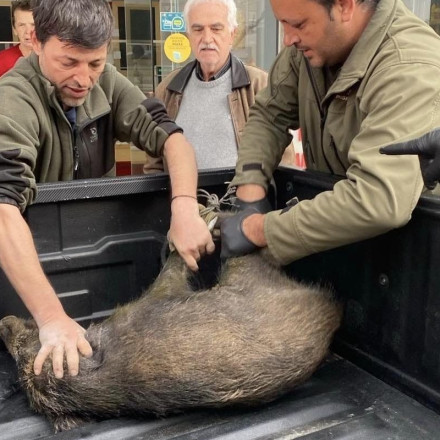 Αγριογούρουνο βόλταρε στη Ναυαρίνου