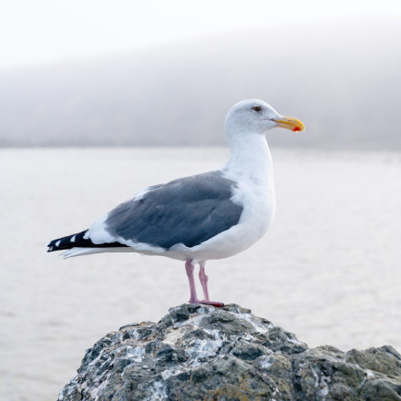 Απολαυστικό βίντεο: Γλάρος βρήκε ηλεκτρονικό τσιγάρο και άρχισε να ατμίζει