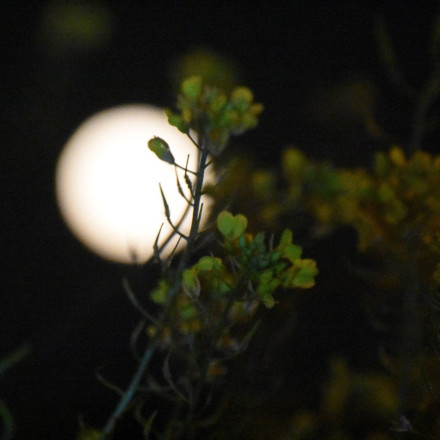 Πότε είναι η πανσέληνος Μαΐου 2025 - Γιατί θα φαίνεται μικρότερη και πιο αμυδρά