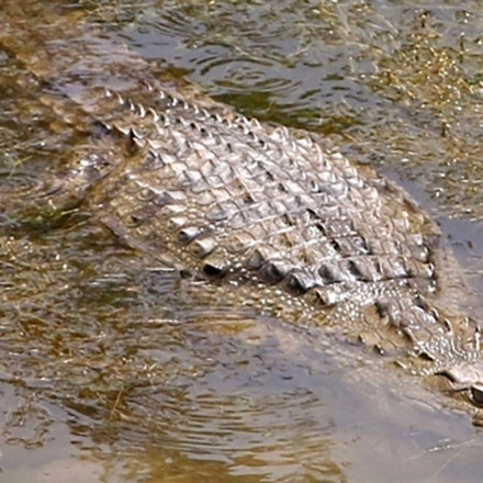 Αυστραλία: Κροκόδειλος δάγκωσε έφηβο αγόρι ενώ εκκένωνε το σπίτι του κατά τη διάρκεια πλημμυρών