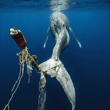 Underwater Photographer of the Year 2023: Η εντυπωσιακή ζωή των πλασμάτων του ωκεανού