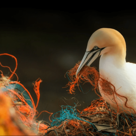 Plasticosis: Νέα ασθένεια σε θαλασσοπούλια που προκαλείται από πλαστικά