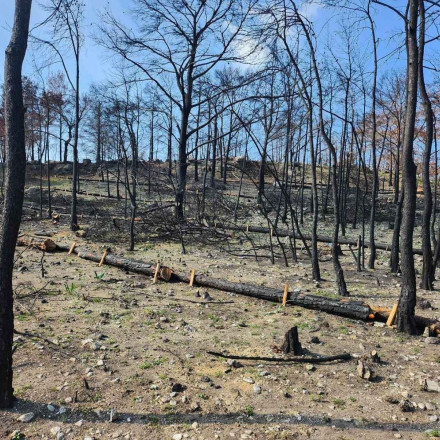 Ολοκληρώνονται τα αντιδιαβρωτικά έργα σε Δυτική Αττική και Πάρνηθα