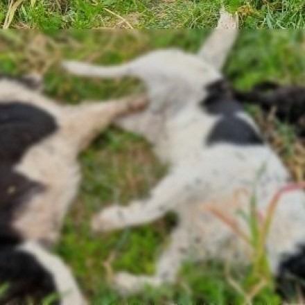 Φρίκη στον Βόλο: Νεκρά κουτάβια από φόλα στην Αγχίαλο