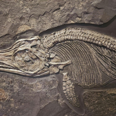 Συγκλονιστική ανακάλυψη: Βρέθηκε απολιθωμένος «δράκος» 240 εκατομμυρίων ετών