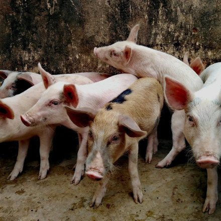 Συναγερμός στις Σέρρες: Επιβεβαιώθηκε κρούσμα Αφρικανικής πανώλης των χοίρων