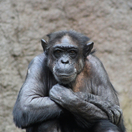 Γιατί οι άνθρωποι δεν έχουν ουρά;