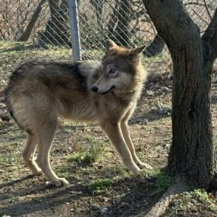 Απίστευτο: Λύκαινες ήρθαν «μετανάστριες» από την Ουκρανία - Μένουν στον Αρκτούρο