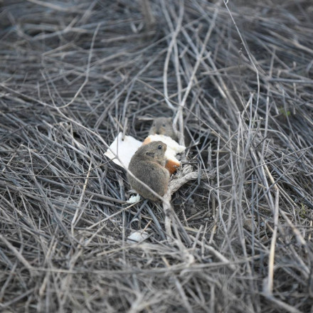 Λάρισα: Γειτονιά γέμισε με ποντίκια - Ανησυχούν οι κάτοικοι