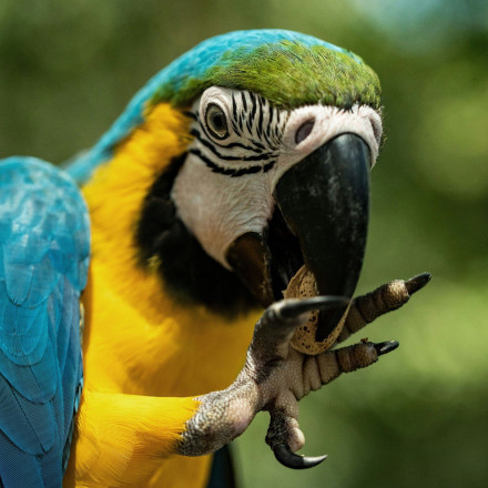 «Ιπτάμενη» επιδημία στην Ευρώπη: 5 νεκροί από τον «πυρετό των παπαγάλων»