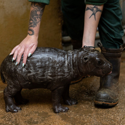 Αττικό Ζωολογικό Πάρκο: Γεννήθηκε ο πρώτος «πυγμαίος ιπποπόταμος»