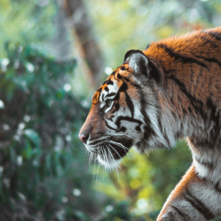 Ινδονησία: Τίγρεις της Σουμάτρας επιτίθενται σε χωρικούς - 2 νεκροί