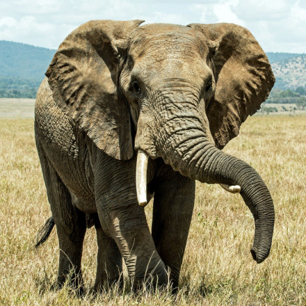 Τρεις άνδρες συνελήφθησαν επειδή έκαψαν ζωντανό ελέφαντα στη Σρι Λάνκα