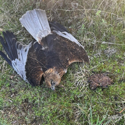 Σκληρές εικόνες! - Νεκρά δεκάδες ζώα από δηλητηριασμένα δολώματα στη Θεσσαλία