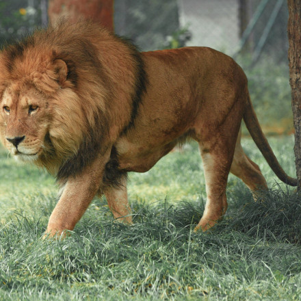 Λιοντάρι κατασπάραξε 21χρονο κυνηγό - Στο νοσοκομείο και ο αδερφός του θύματος