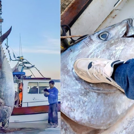 Ψαριά ρεκόρ στον Αστακό: Έβγαλαν τόνο 485 κιλών!