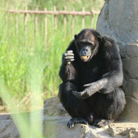 «Βούτηξαν» από ζωολογικό κήπο σπάνιο μακάκο... με ουρά λιονταριού!