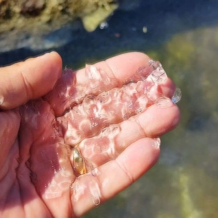 Τρόμος στο Ναύπλιο: Μέδουσες κατέκλυσαν τις παραλίες της περιοχής