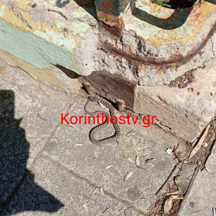 Αναστάτωση στην Κόρινθο: Φίδι έκοβε βόλτες έξω από το Δικαστικό Μέγαρο
