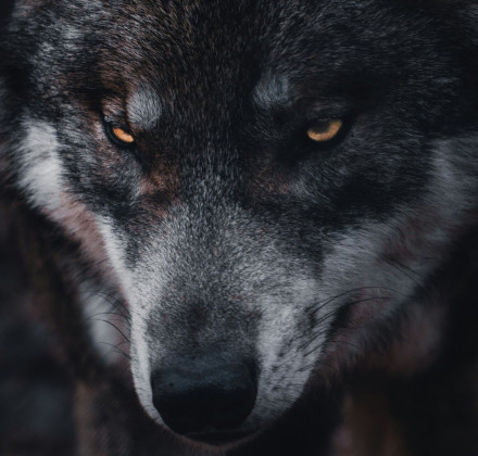 Γιατί δεν πρέπει να απομακρυνθούν οι λύκοι από την Πάρνηθα - Η «Καλλιστώ» εξηγεί...