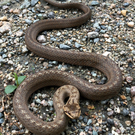 Συναγερμός στη Λαμία: Στη ΜΕΘ 16χρονος μετά από δάγκωμα οχιάς - Οι πρώτες πληροφορίες
