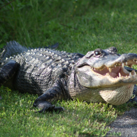 Τραγωδία στο Μεξικό: Όχημα έπεσε πάνω σε αλιγάτορα - Στους τρεις οι νεκροί