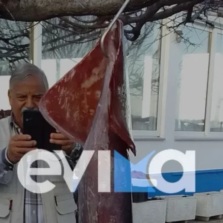 Καλάρουν στην Εύβοια και βγάζουν καλαμάρια... 15 κιλών!