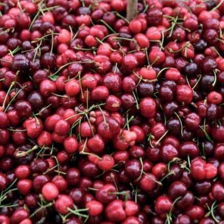 Κεράσια 18 ευρώ το κιλό: Μικρή η παραγωγή, πικρή η τιμή για τους καταναλωτές