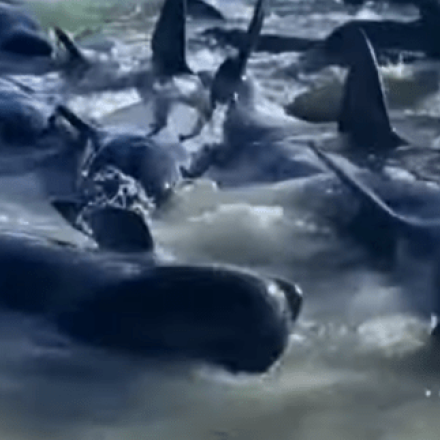 Θλιβερές εικόνες: Δεκάδες φάλαινες-πιλότοι αργοπεθαίνουν σε ακτή της Αυστραλίας