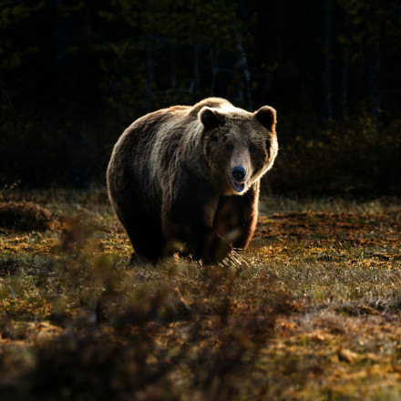 Αρκτούρος για το περιστατικό στη Δράμα: «Η αρκούδα αιφνιδιάστηκε - Πώς πρέπει να αντιδρούμε»