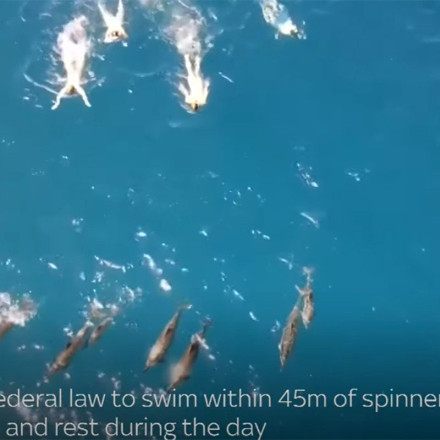 Χαβάη: Κολυμβητές «παρενόχλησαν» κοπάδι δελφινιών