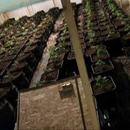 Ρέντη: Φυτώριο με 310 δενδρύλλια κάνναβης και κηπουρό - Συλλήψεις από την ΕΛ.ΑΣ [vid]