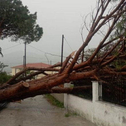 Λέσβος: Πτώσεις δέντρων και κατολισθήσεις βράχων από την κακοκαιρία