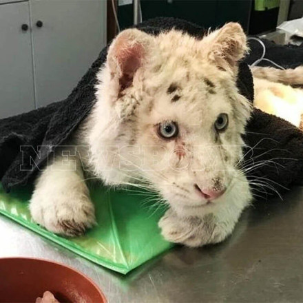 Αττικό Πάρκο - Τιγράκι: Βίντεο ντοκουμέντο από την εγκατάλειψη στον κάδο έχουν οι Αρχές